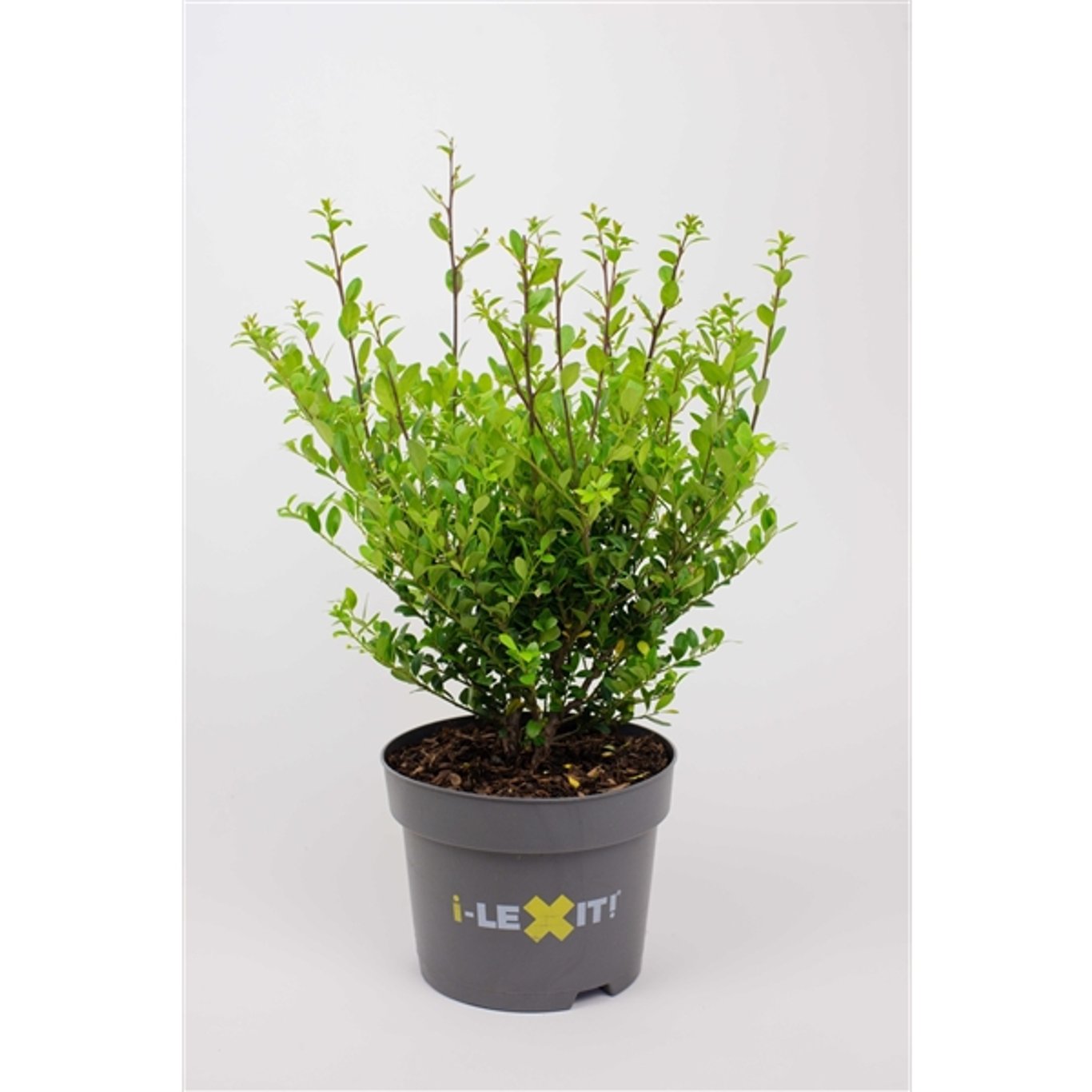 Ilex crenata 'Dark Green'® - C2 20-30 CM